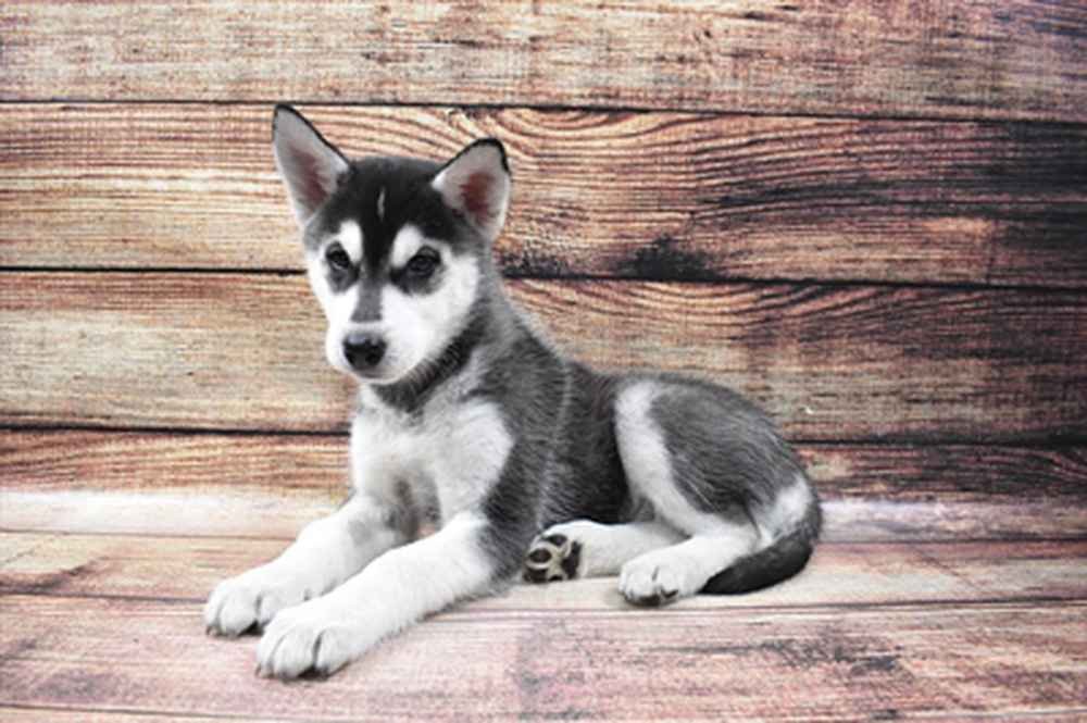 Alusky Puppy Pictures